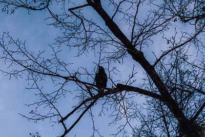 一只乌鸦在秋天的公园里的树上