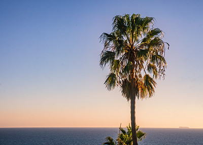 加州海岸傍晚阳光下的黄金时刻棕榈树