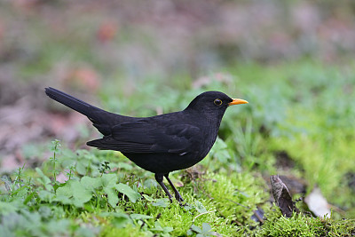 雄性黑鹂(Turdus merula)