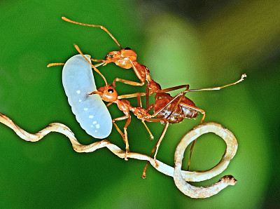 蚂蚁在树枝上携带卵——动物行为。