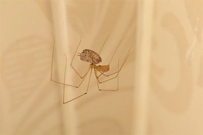 地窖蜘蛛正在吃它的猎物(药虫)。蜘蛛孤立地在荒无人烟的地方移动。蜘蛛在它的网上的特写。野生动物昆虫。