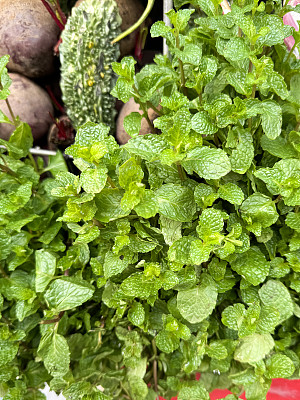 特写图片入侵苹果薄荷(Mentha suaveolens)的芽和叶生长在草本蔬菜花园，高架视图