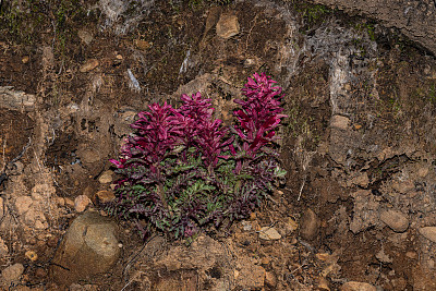 马先蒿(Pedicularis densiflora)，通常被称为印第安勇士或勇士的羽毛，是一种科植物。印第安勇士原产于北美西部的加利福尼亚和俄勒冈州，在灌木林和森林中被发现。