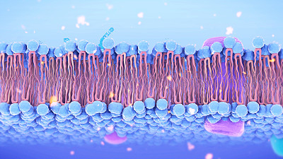 细胞膜结构