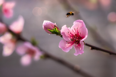 桃花和飞蜂。