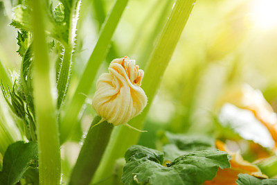 菜园里的蔬菜。开花的西葫芦/西葫芦。