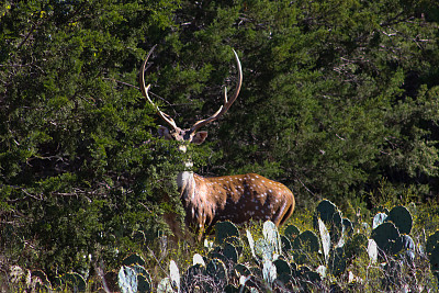 Large Male Axis Deer Buck