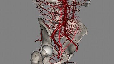 腹壁浅动脉是股动脉的一个小分支