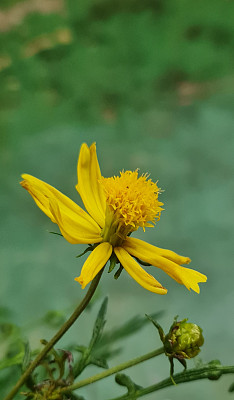 The kenikir flower, also known as the yellow cosmos flower, is blooming with flower buds and green leaves. This flower can be propagated by seeds.