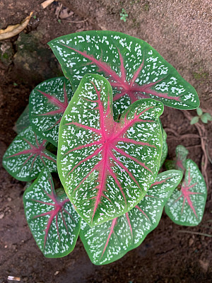 Caladium Bicolor，耶稣之心植物，拉丁美洲Caladium属的一种