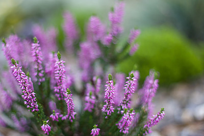 花园中盛开的紫色石南花(Calluna vulgaris)。软的焦点。