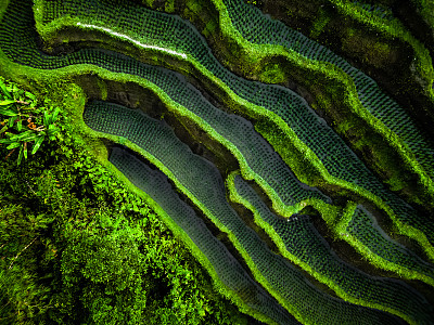 鸟瞰美丽的Tegallalang水稻梯田，周围环绕着热带森林，巴厘岛，印度尼西亚。巴厘岛乡村风光，稻田露台花园在一个村庄与早晨的阳光和薄雾。