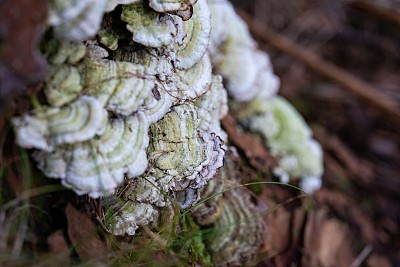 多孔支架真菌生长在树干上，架子蘑菇生长在森林中腐烂的原木树皮上