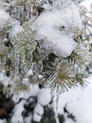 冷杉树枝上的冻雨。气象学是天气和环境的概念。