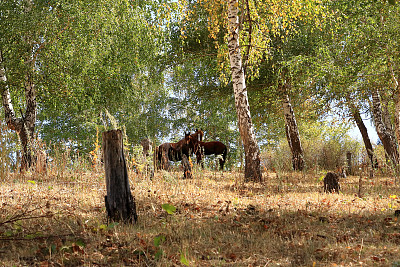 中亚吉尔吉斯斯坦崇克敏国家公园里的马