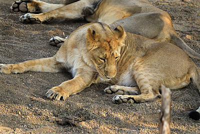 亚洲狮子(Panthera leo persica)是一种美洲豹。它的活动范围仅限于印度古吉拉特邦的吉尔国家公园和周边地区。在野生动物中休息的美洲豹