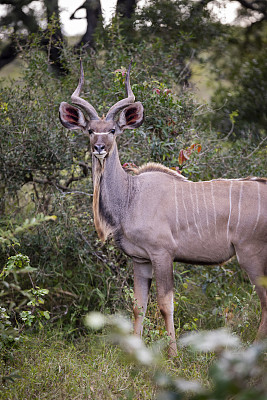 大羚羊，羚羊，非洲东部和南部的羚羊。Kudu，大型成年雄性大Kudu身高超过5英尺1.5米，肩部高。在非洲灌木草原或热带稀树草原