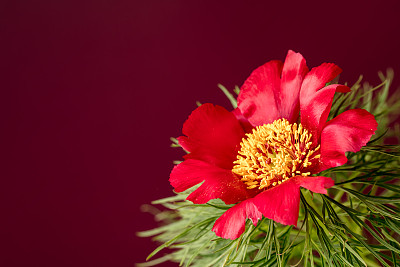 草原牡丹(Paeonia tenuifolia)花特写