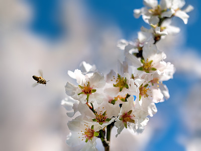 在一个阳光明媚的春天，一只忙碌的蜜蜂正在为白色的杏花授粉