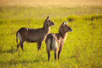 稀树草原上的两只水羚