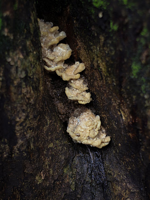 生长在树皮上的白色支架苔藓地衣真菌