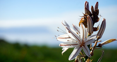 西班牙加那利群岛特内里费岛Teno Alto的水仙或支的水仙花。