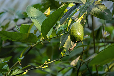 新鲜的绿柠檬挂在花园里的柠檬树上。它也被称为Nimboo、Lebu、Nimbu、Limbura、Nim bura、柑橘类水果、柑橘柠檬、Nemu、Champra、Neembu、Elumicchai。