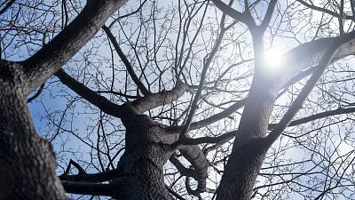 低角度拍摄的天空通过树枝展示大的无叶树在清晰的蓝色背景。阳光在开阔的空间里明亮地照耀着