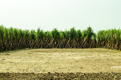 甘蔗是一种热带草，世界各地都在种植，用来生产精制糖
