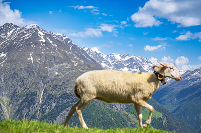 春天，羊群在Sölden TIrol的Ötztal上拍照