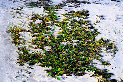冬天雪下绿草，注意景深浅