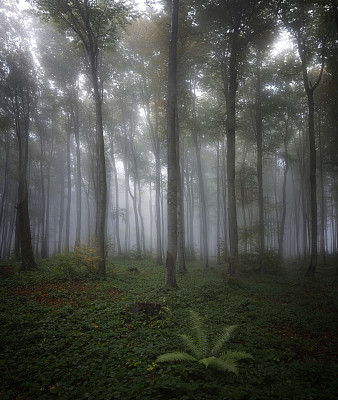 雾中的绿色山毛榉森林。