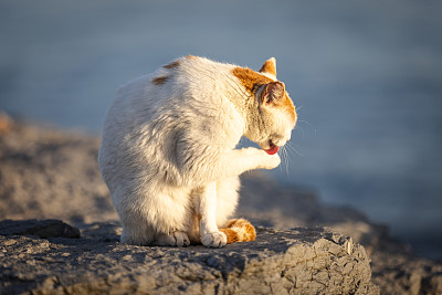 姜白色的流浪猫。