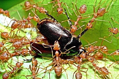 蚂蚁咬甲虫-绿色背景。