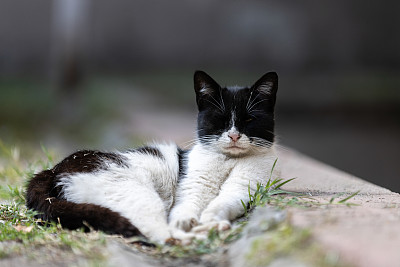 黑白相间的流浪猫。