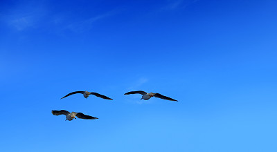 一群鸟儿在晴朗的蓝天上飞翔