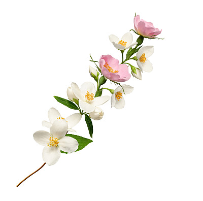 抽象插花(拼贴画)。一枝开着白茉莉花和玫瑰果花。