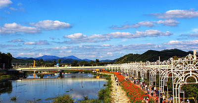蓝天和大自然下的河边花节，安长寿，韩国。