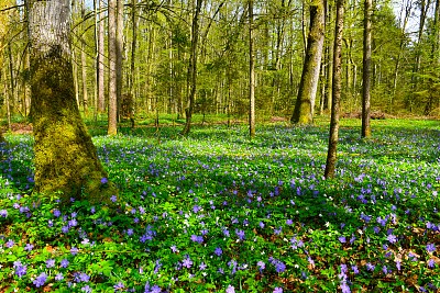 蓝色较小的长春花(小长春花)，覆盖在森林地面上