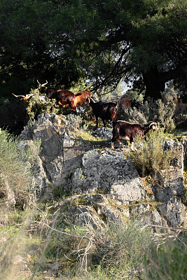 山羊在多岩石的山上吃草。四月明亮的Halkidiki