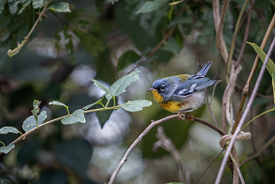 北Parula， (Parula americana)， Bijirita中国，Paruline <s:1> collier。