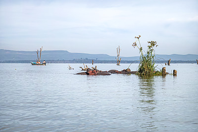 沼泽里熟睡的河马头。在肯尼亚的奈瓦沙湖上，一群河马在晒太阳