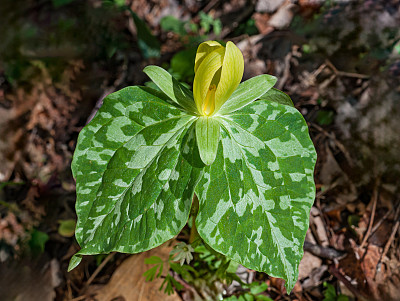 田纳西州大烟山国家公园的黄色Trillium;延龄草luteum;。黄雀花是一种春天的野花，在大烟雾山脉和周围地区有当地的种群。