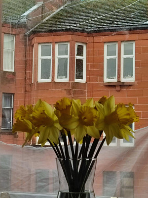英国苏格兰格拉斯哥传统的冬季水仙花