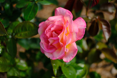 美丽的春日玫瑰