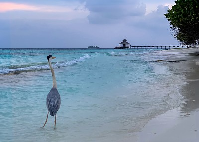 苍鹭在日落的背景下在马尔代夫生成的图像