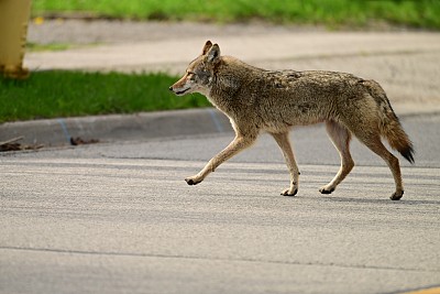 都市野生动物一只失去栖息地的土狼走过一条街