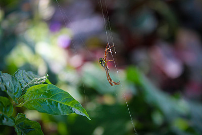 黄色的有毒蜘蛛，在辣椒的叶子中筑巢或结网