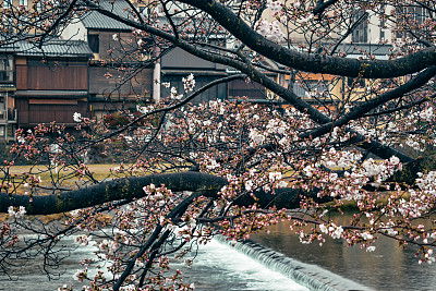 粉红色的樱花，樱花盛开在京都河滨。春天下雨天的日本建筑