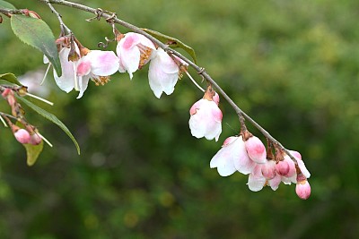 山茶花。山茶科常绿灌木，原产于日本冲绳。